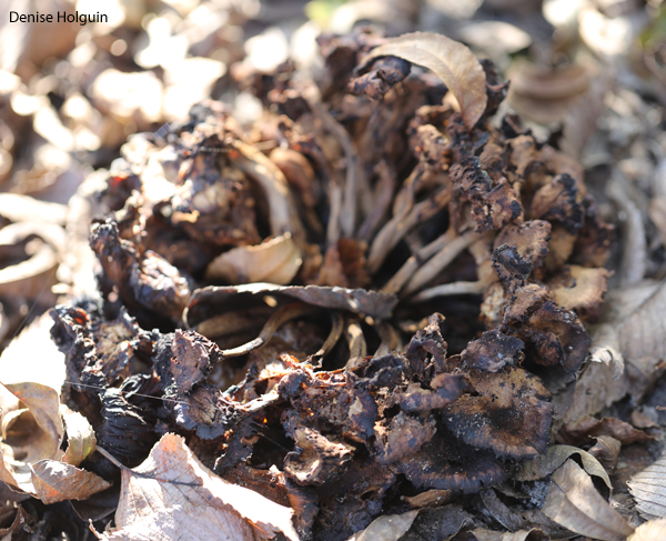 Tracking the Mound of Mushrooms: Death & Decay