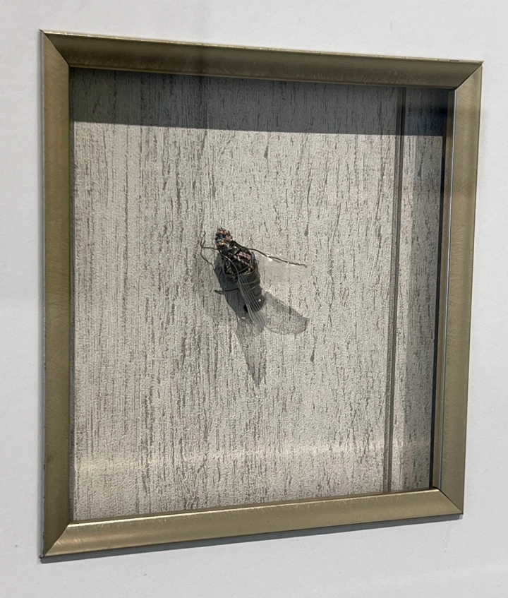 Fly on the Wall at the Visual Art League of Lewisville